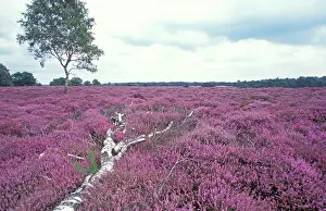 Birches: Common Heather - Flowering, landscape heather with