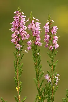 Ling: Common heather, or ling, in flower