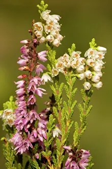 Ling: Common heather, or ling, in flower, with normal and white
