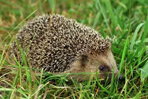 Erinaceus: Common Hedgehog