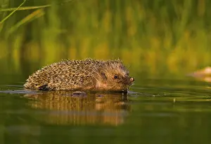 Erinaceus: Common Hedgehog (Erinaceus europaeus) having a bath