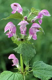Galeopsis: Common Hemp-nettle