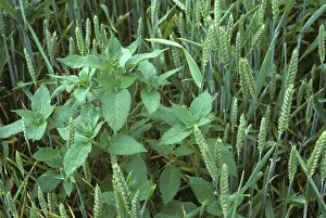 Galeopsis: Common hemp-nettle
