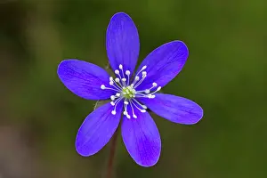 Hepatica: Common Hepatica