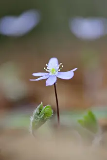 Hepatica: Common hepatica