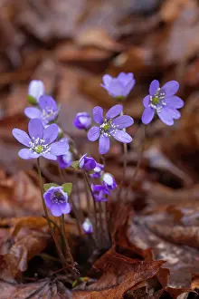 Hepatica: Common Hepatica Common Hepatica flowering Sweden