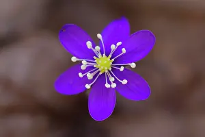 Hepatica: Common Hepatica Common Hepatica flowering Sweden