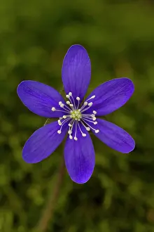 Hepatica: Common Hepatica Common Hepatica flowering Sweden