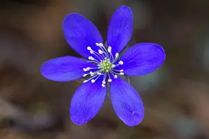 Hepatica: Common Hepatica Common Hepatica flowering Sweden
