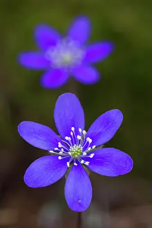 Hepatica: Common Hepatica Common Hepatica flowering Sweden