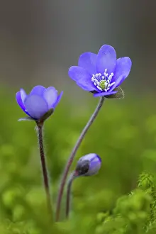 Hepatica: Common Hepatica Common Hepatica flowering Sweden