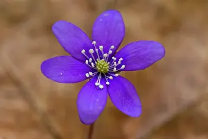 Hepatica: Common Hepatica Common Hepatica flowering Sweden