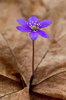 Vaermland: Common Hepatica Common Hepatica flowering Sweden