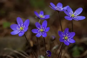 Vaermland: Common Hepatica Common Hepatica flowering Sweden