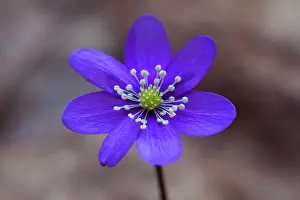 Vaermland: Common Hepatica Common Hepatica flowering Sweden