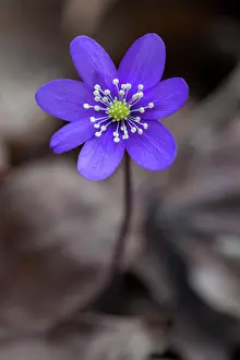 Vaermland: Common Hepatica Common Hepatica flowering Sweden