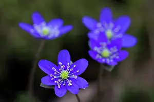 Vaermland: Common Hepatica Common Hepatica flowering Sweden