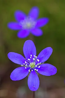 Hepatica: Common Hepatica flowering