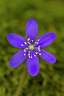 Hepatica: Common Hepatica flowering