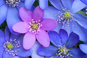Topviews: Common Hepatica, Liverwort or Pennywort (Hepatica