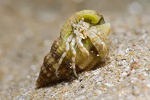 Hermit: Common Hermit crab (Pagurus bernhardus), Around