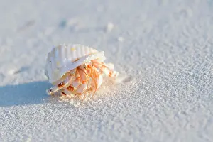 Hermit: Common hermit crab (Pagurus bernhardus), Kuramathi