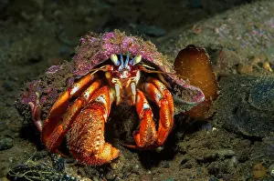 Hermit: Common hermit crab (Pagurus bernhardus) in shell