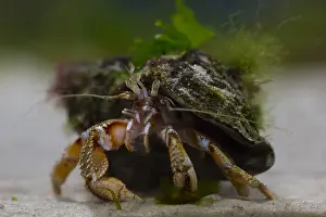 Crabs: Common Hermit Crab - on the sea floor - Wadden Sea
