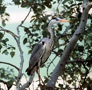 Zdenek Tunka: COMMON HERON - in tree
