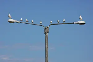Canus: Common & Herring Gulls (Larus argentatus) on Lampost