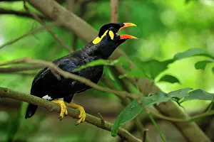 Myna: Common Hill Myna / Beo
