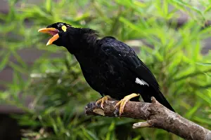 Religiosa: Common Hill Myna, captive, calling, native to South