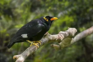 Starling: Common hill myna (Gracula religiosa) bird (Gracula
