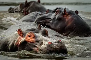 Hippopotamus: Common hippopotamus or hippo (Hippopotamus amphi