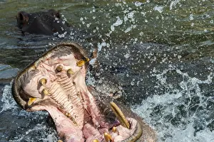 Incisor: Common hippopotamus, hippo (Hippopotamus amphibius)