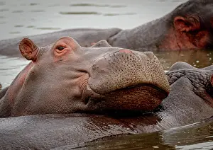 Hippopotamus: Common hippopotamus (Hippopotamus amphibius). Ea