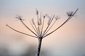 Ragged: Common Hogweed. Heracleum sphondylium, single ragged stem co