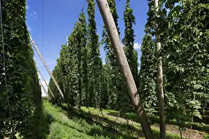 Lupulus: Common Hop field