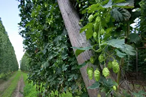 Lupulus: Common Hop field