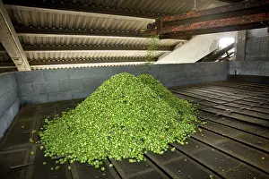 Lupulus: Common Hop harvest