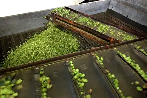 Lupulus: Common Hop harvest