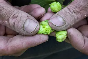 Lupulus: Common Hop harvest