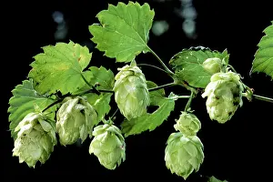 Lupulus: Common Hop harvest