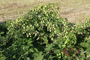 Blackberries: Common Hop - in hedgerow with blackberries