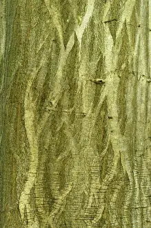 Hornbeam: Common hornbeam, Chaumontel, For t de Coye, Val-d'Oise
