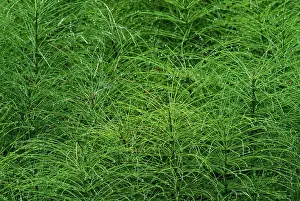Horsetails: Common Horsetail