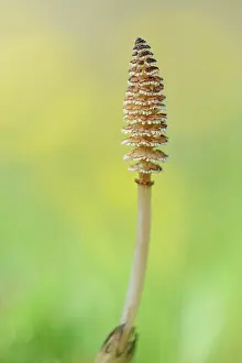 Equisetum: Common Horsetail (Equisetum arvense)