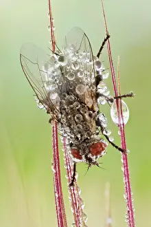 Unique: A common house fly (Musca domestica) covered in