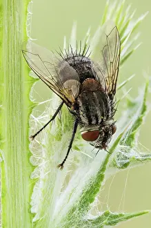 Unique: A common house fly (Musca domestica), this is th