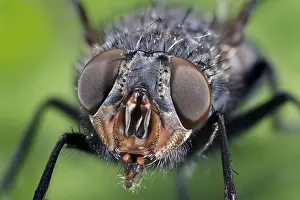 Ugly: Common House FlyThe housefly (also house fly) (house-fly